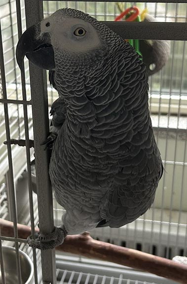 Peter African Grey Parrot